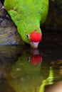 The Cordilleran parakeet Psittacara frontatus portrait in the afternoon light. South American parrot with red forehead drinks