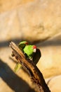 The Cordilleran parakeet Psittacara frontatus portrait in the afternoon light. South American parrot with red forehead sitting