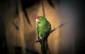 The Cordilleran parakeet Psittacara frontatus portrait in the afternoon light