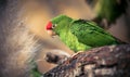 The Cordilleran parakeet Psittacara frontatus portrait in the afternoon light