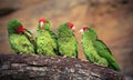 The Cordilleran parakeet Psittacara frontatus portrait in the afternoon light