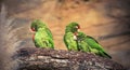 The Cordilleran parakeet Psittacara frontatus portrait in the afternoon light