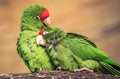 The Cordilleran parakeet Psittacara frontatus portrait in the afternoon light