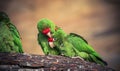 The Cordilleran parakeet Psittacara frontatus portrait in the afternoon light