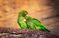 The Cordilleran parakeet Psittacara frontatus portrait in the afternoon light