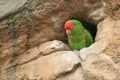 Cordilleran parakeet