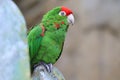 Cordilleran parakeet