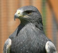 Cordillere eagle