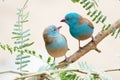 Cordon Bleu Finches Royalty Free Stock Photo