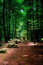 The cordon des druides in the forest of FougÃÂ¨res in Brittany is a menhir alignment Royalty Free Stock Photo
