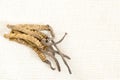 Cordyceps Chinese, mushroom parasite. Traditional Tibetan and Chinese medicine