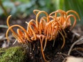 Cordyceps (Cordyceps sinensis) in the garden