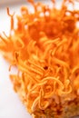 Cordyceps Fresh. Cordyceps Militaris mushroom. Cordycepin Using . Cordycepin Using .