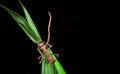 Cordyceps fungus on a bullet ant Paraponera clavata