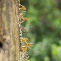 Cordyceps is a genus of ascomycete fungi that includes about 400 species.