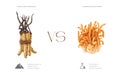 Cordyceps militaris and cordiceps sinensis advantage comparison. Medicinal fungi from nature and laboratory cultivation