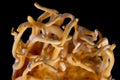 Cordyceps militaris