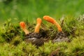 Cordyceps militaris fungus Royalty Free Stock Photo