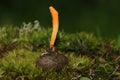 Cordyceps militaris fungus