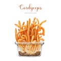 Cordyceps militaris mushroom in glass container. Watercolor illustration. Hand drawn medicinal mushroom image. Cordyceps