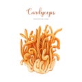 Cordyceps militaris mushroom watercolor illustration. Hand drawn medicinal mushroom image. Cordyceps fungi natural