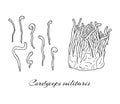 Cordyceps militaris mushrooms hand drawn set