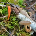 Cordyceps militaris Royalty Free Stock Photo