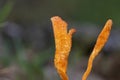 Cordyceps militaris is a species of fungus in the family Cordycipitaceae, and the type species of the genus Cordyceps