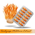 Cordyceps Militaris. Traditional chinese herbs, Is a mushroom that using for medicine and food famous in Asian. Royalty Free Stock Photo