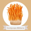 Cordyceps Militaris. Traditional chinese herbs, Is a mushroom that using for medicine and food famous in Asian. Royalty Free Stock Photo