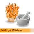 Cordyceps Militaris. Traditional chinese herbs, Is a mushroom that using for medicine and food famous in Asian.
