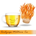 Cordyceps Militaris. Traditional chinese herbs, Is a mushroom that using for medicine and food famous in Asian. vector