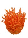 Cordyceps Militaris on white background