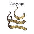 Cordyceps Ophiocordyceps sinensis , medicinal mushroom Royalty Free Stock Photo
