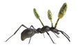 Cordyceps parasitic fungus growing on an ant, 3D illustration