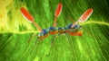 Cordyceps parasitic fungus growing on an ant, 3D illustration