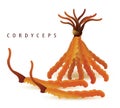 Cordyceps set white. (Dong chong xia cao)
