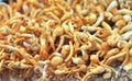 Cordyceps sinensis