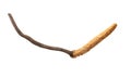 Cordyceps sinensis. Royalty Free Stock Photo