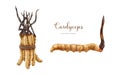 Cordyceps sinensis fungus watercolor illustration set. Hand drawn medicinal mushroom image. Cordyceps on a caterpillar