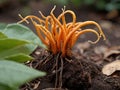 Cordyceps (Cordyceps sinensis) in the garden