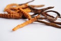 Cordyceps sinensis or Ophiocordyceps sinensis isolated on white background, mushroom herb treatment medicine Royalty Free Stock Photo