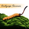 Cordyceps Sinensis. Traditional chinese herbs, Is a mushroom that using for medicine and food famous in Asian. Royalty Free Stock Photo