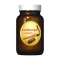 Cordyceps Sinensis. Traditional chinese herbs, Is a mushroom that using for medicine and food famous in Asian.