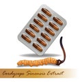 Cordyceps Sinensis. Traditional chinese herbs, Is a mushroom that using for medicine and food famous in Asian.