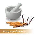 Cordyceps Sinensis. Traditional chinese herbs, Is a mushroom that using for medicine and food famous in Asian. Royalty Free Stock Photo