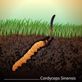 Cordyceps Sinensis. Traditional chinese herbs, Is a mushroom that using for medicine and food famous in Asian. Royalty Free Stock Photo