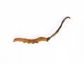 Cordyceps sinensis on white background Royalty Free Stock Photo
