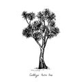 Cordyline australis cabbage tree, cabbage-palm tree silhouette, hand drawn gravure style, vector sketch illustration
