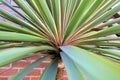 Cordyline australis or Cabbage Tree leaves closeup